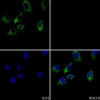 3 - Anti-Caspase 4 Antibody AP51043