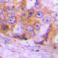 19 - Anti-Caspase 4 Antibody AP51043
