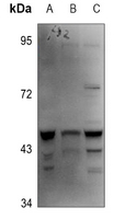 1 - Anti-Caspase 4 Antibody AP51043