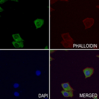 3 - Anti-Caspase 5 Antibody AP51044