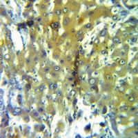 19 - Anti-Caspase 5 Antibody AP51044