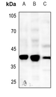 1 - Anti-Caspase 5 Antibody AP51044
