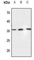 1 - Anti-Caspase 6 Antibody AP51046