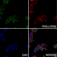 3 - Anti-Cerebellin 2 Antibody AP51047
