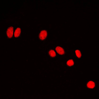 3 - Anti-HP1 alpha Antibody AP51050