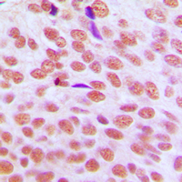 19 - Anti-HP1 alpha Antibody AP51050