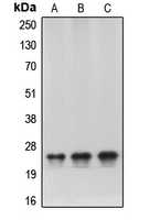 1 - Anti-HP1 alpha Antibody AP51050