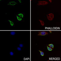 3 - Anti-CCKBR Antibody AP51051