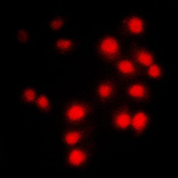 3 - Anti-Cyclin A1/2 Antibody AP51052