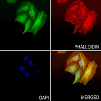 3 - Anti-Cyclin F Antibody AP51053
