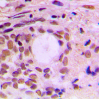 19 - Anti-Cyclin F Antibody AP51053
