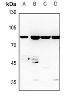 1 - Anti-Cyclin F Antibody AP51053