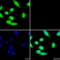 3 - Anti-Cyclin G1 Antibody AP51054