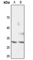 1 - Anti-Cyclin G1 Antibody AP51054