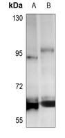 1 - Anti-Cyclin L1 Antibody AP51055