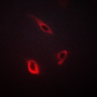 3 - Anti-CD4 Antibody AP51056