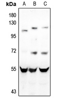 1 - Anti-CD4 Antibody AP51056