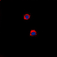 3 - Anti-CD40 Antibody AP51057