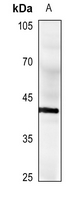 1 - Anti-CD40 Antibody AP51057