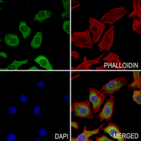 3 - Anti-CDC23 Antibody AP51059