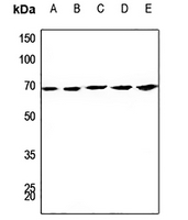 1 - Anti-CDC23 Antibody AP51059