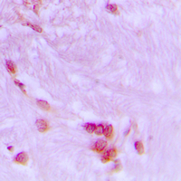 19 - Anti-CDC27 Antibody AP51060