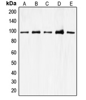 1 - Anti-CDC27 Antibody AP51060