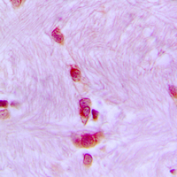 19 - Anti-CDC40 Antibody AP51061