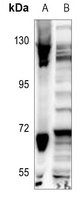 1 - Anti-CDC40 Antibody AP51061