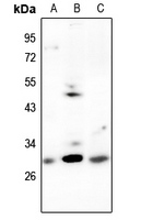 1 - Anti-CDCA3 Antibody AP51063