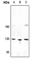 1 - Anti-CD325 Antibody AP51066