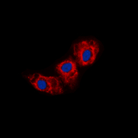 3 - Anti-Cadherin 23 Antibody AP51067