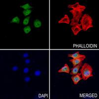 3 - Anti-CDK10 Antibody AP51068