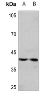 1 - Anti-CDK10 Antibody AP51068