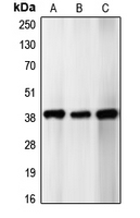 1 - Anti-p39 Antibody AP51070