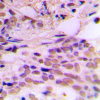 19 - Anti-CDK7 Antibody AP51071