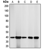 1 - Anti-CDK7 Antibody AP51071