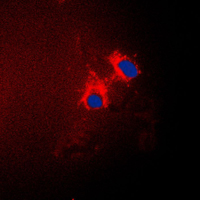 3 - Anti-p15 INK4b Antibody AP51073