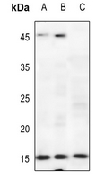 1 - Anti-p15 INK4b Antibody AP51073