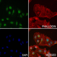 3 - Anti-CDX2 Antibody AP51075