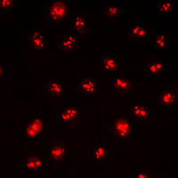 3 - Anti-CDYL2 Antibody AP51076