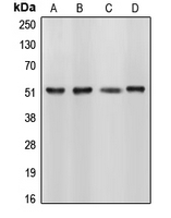 1 - Anti-CUGBP1 Antibody AP51078