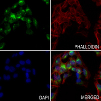 3 - Anti-CEP41 Antibody AP51079