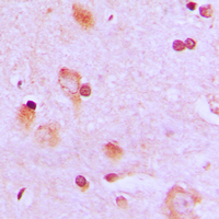 19 - Anti-CEP57 Antibody AP51080