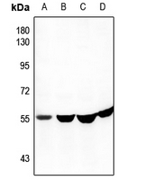 1 - Anti-CEP57 Antibody AP51080