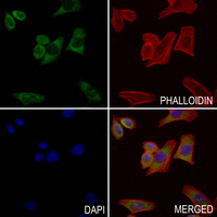 3 - Anti-CG beta Antibody AP51081