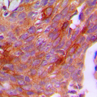 19 - Anti-CG beta Antibody AP51081