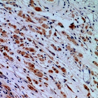 19 - Anti-Hydrophobestin Antibody AP51082