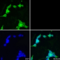 3 - Anti-CHAT Antibody AP51084