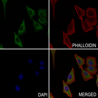 3 - Anti-CHML Antibody AP51086